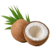 Fresh Coconut